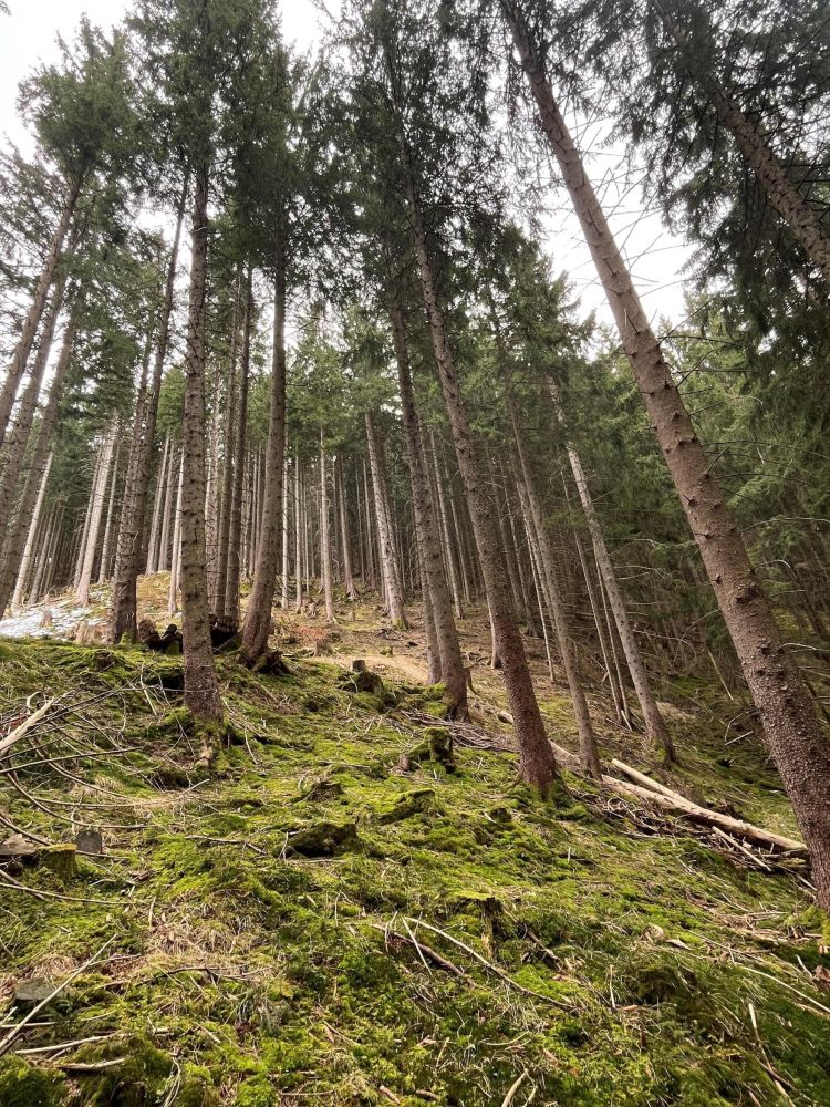 WERDEN SIE WALDBESITZER!!!    Waldgrundstück in der Nähe von Nesselwang