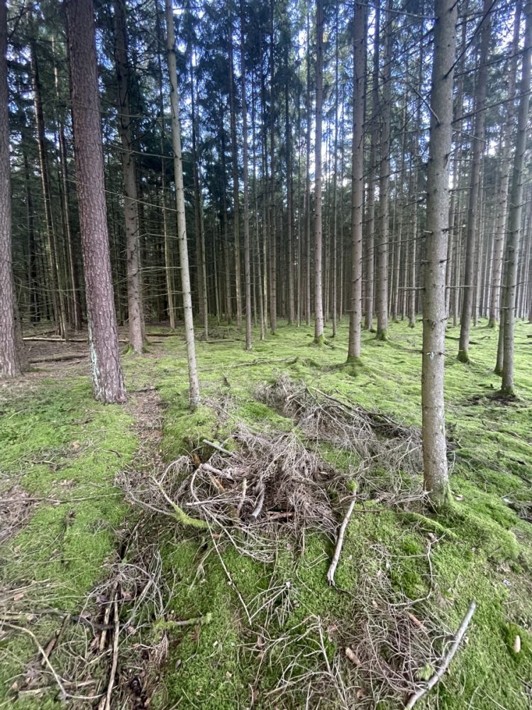 Waldgrundstück bei Vohenstrauß zu verkaufen!