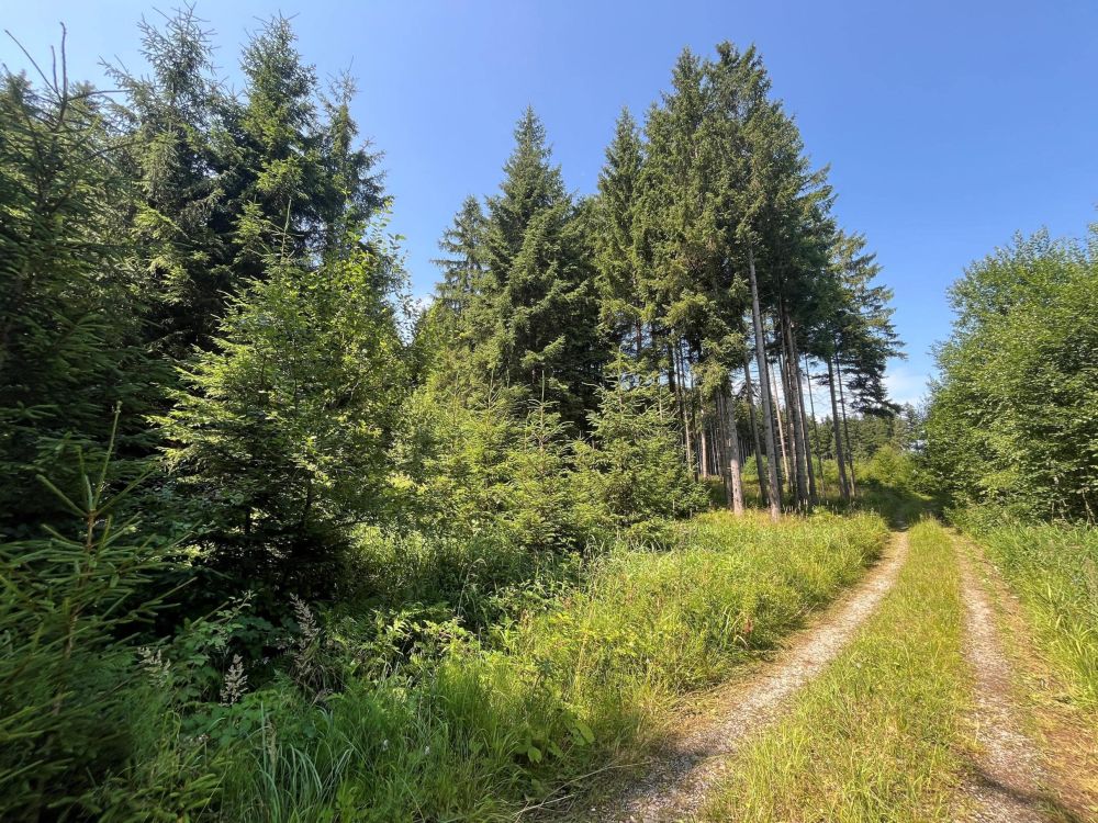 WALDERLEBNIS!!!   Waldgrundstück Nähe Lengenwang