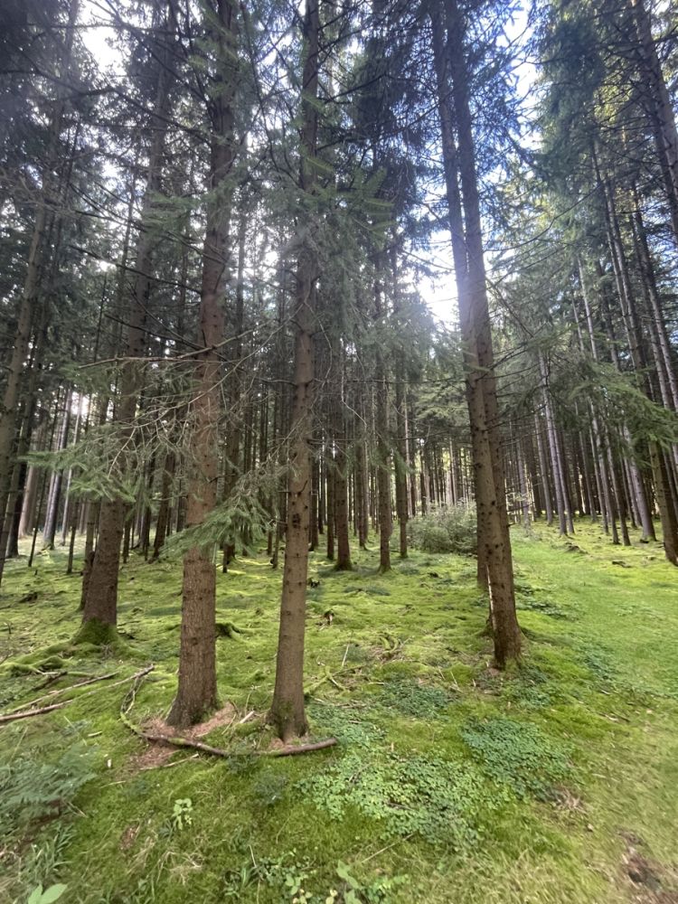 Ein Waldgrundstück bei Vohenstrauß zu verkaufen!