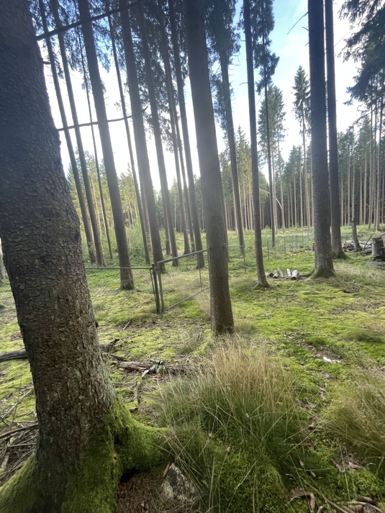 Waldgrundstück bei Vohenstrauß zu verkaufen!