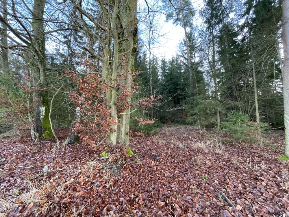Waldgrundstück mit Kiefernbestand nahe Tirschenreuth (5)