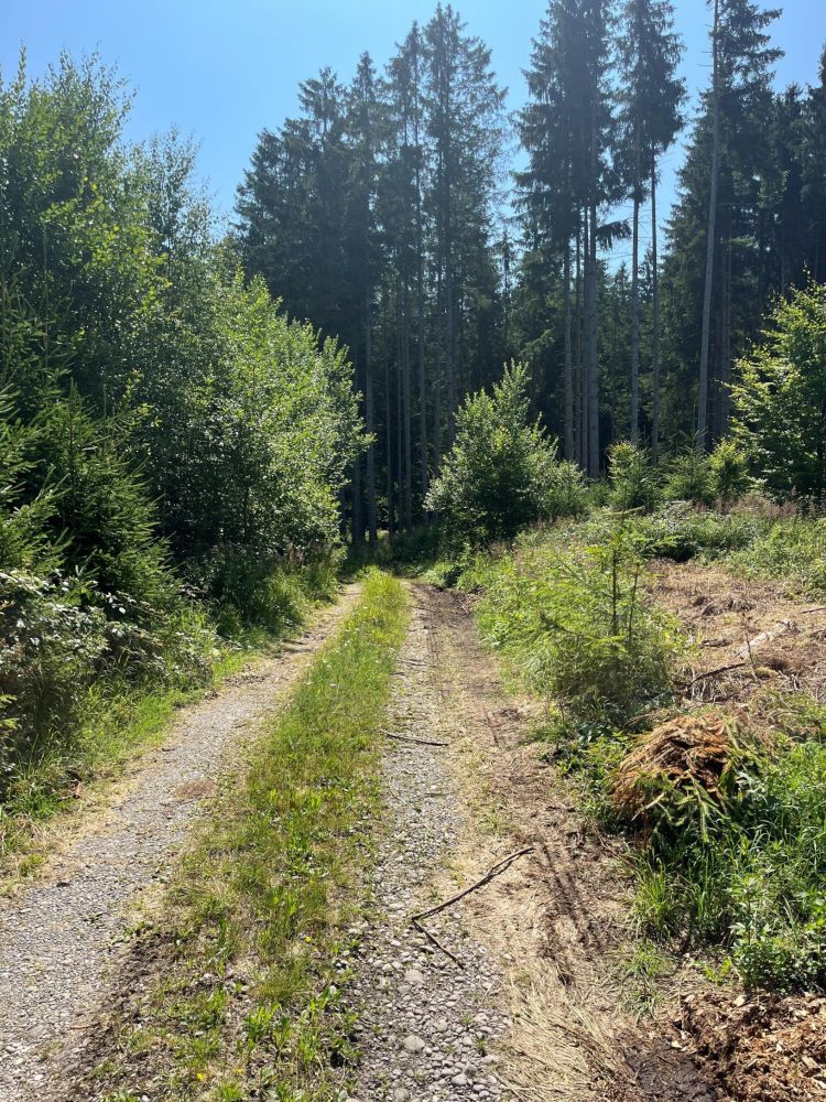 WALDERLEBNIS!!!   Waldgrundstück Nähe Lengenwang