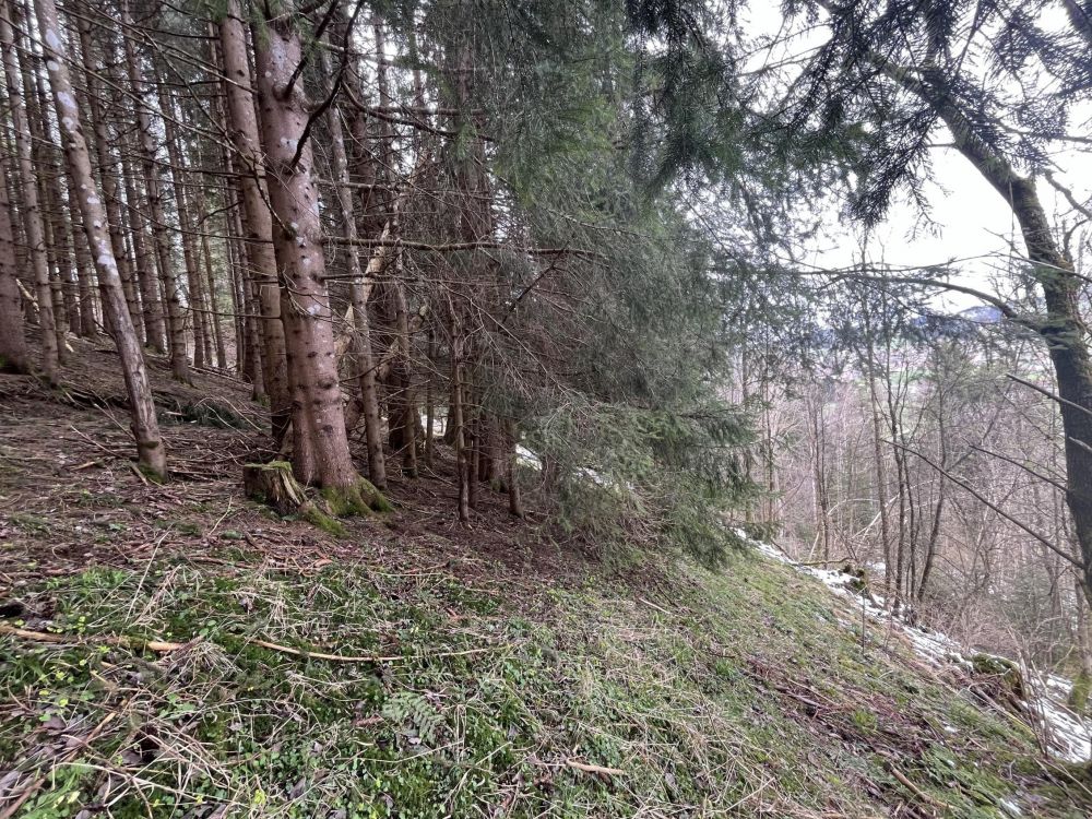 HOLZ MACHT 2x WARM!!!
Waldgrundstück in Wertach