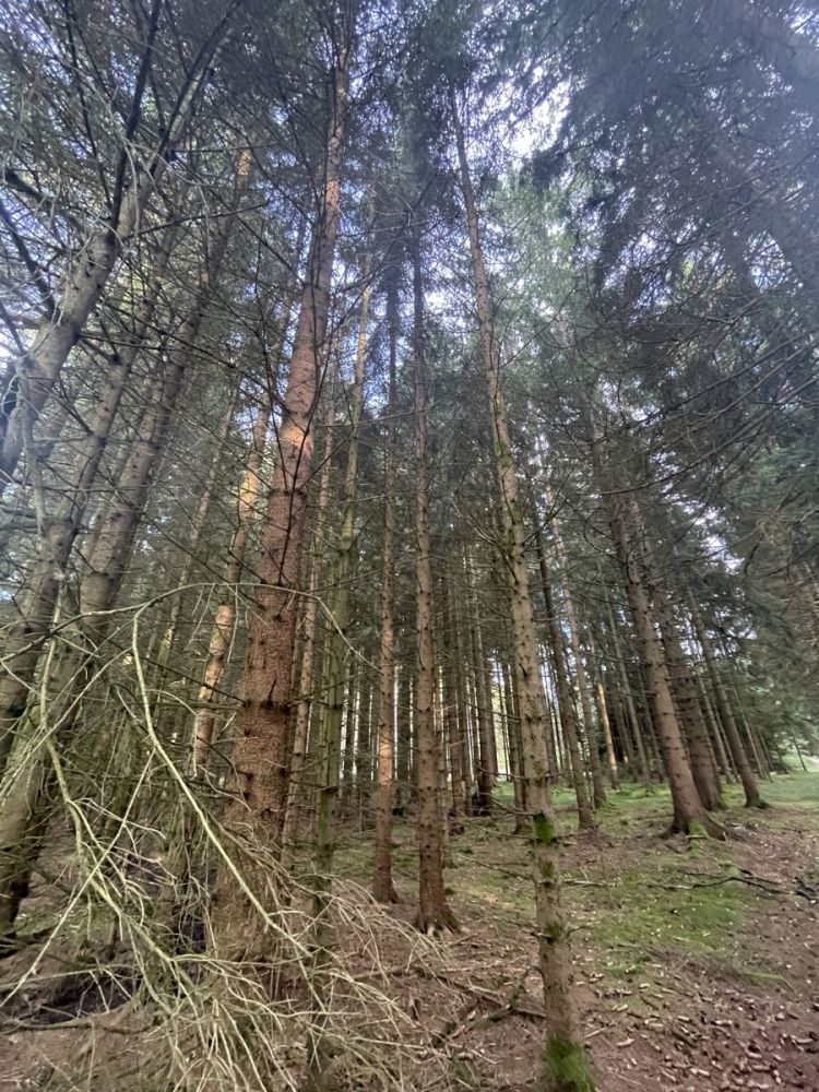 Waldgrundstück zu verkaufen!