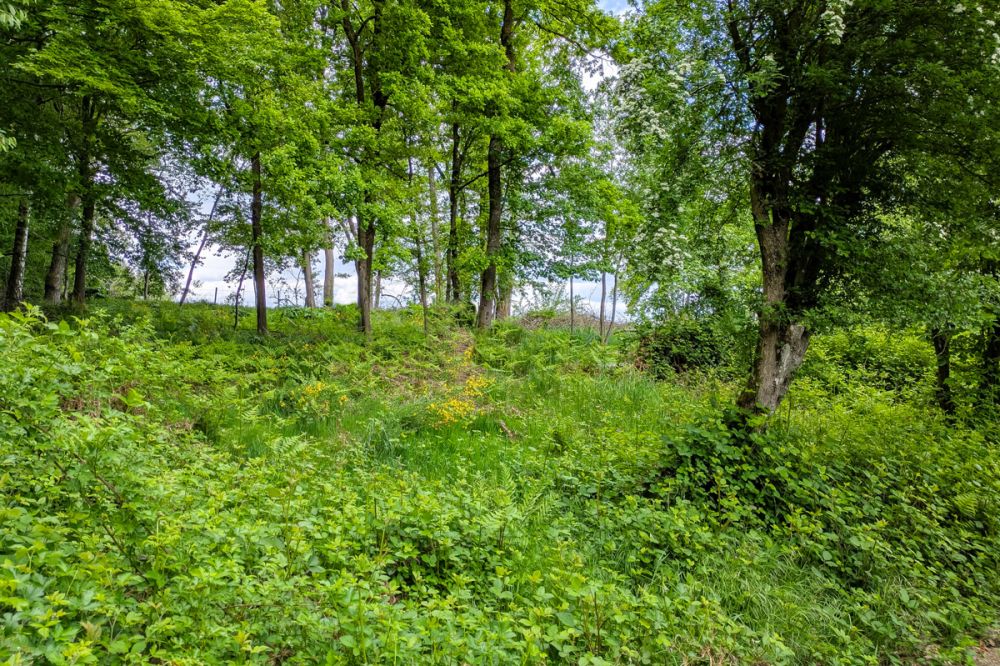 Besser geht´s nicht! Toller Bauplatz in Sackgasse am Waldrand, Süd-Ausrichtung, ruhig, Natur pur!