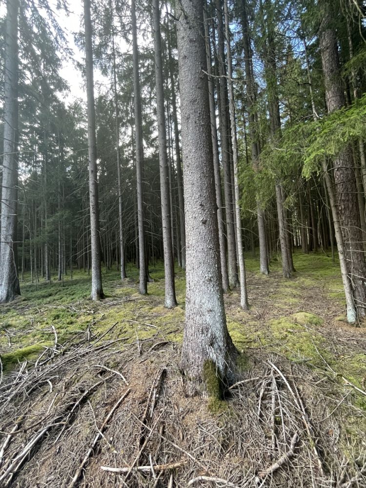 Waldgrundstück bei Vohenstrauß zu verkaufen!