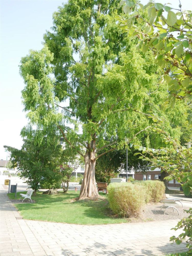 Augustinusplatz