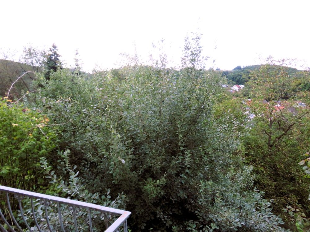 Ausblick